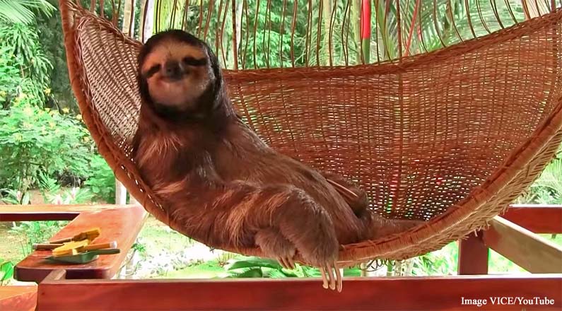 Aviarios del Caribe Sloth Sanctuary