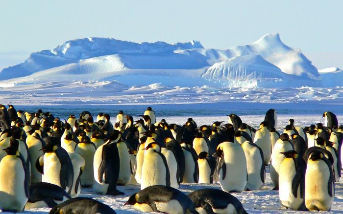 Sea kayaking in Antarctica - Emperor penguins