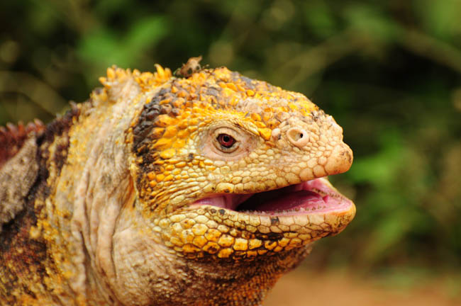 Iguana in the Galapagos Islands