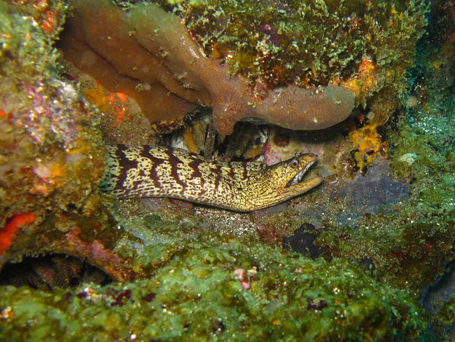 Moray Eel in the Galapagos Islands