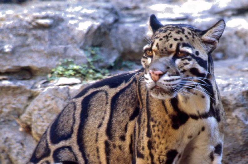 Clouded leopard in Borneo