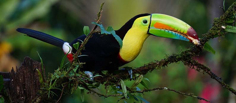 Toucan in Costa Rica