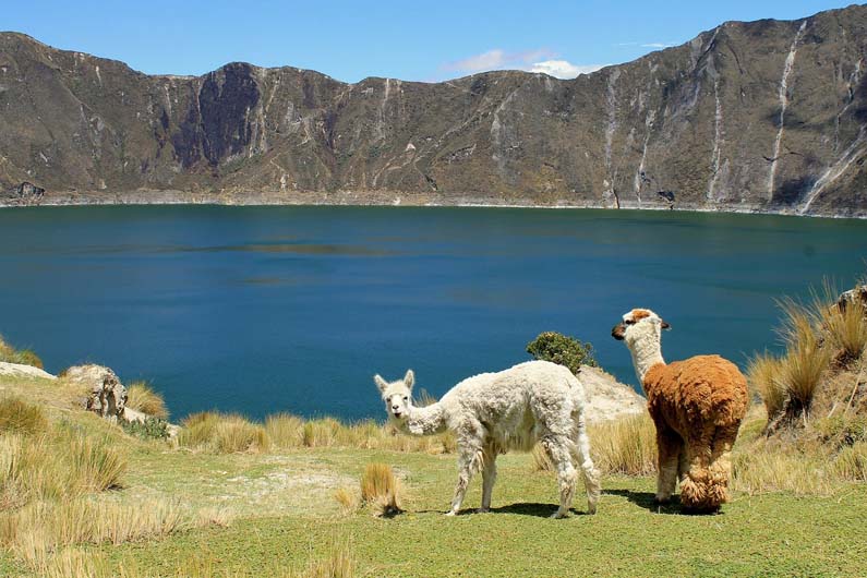 Llamas in Ecuador