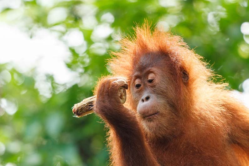 Orangutan in Borneo