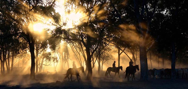 Evening horse ride on the ranch.