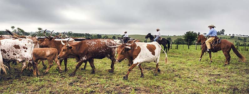 Working Ranch Holidays