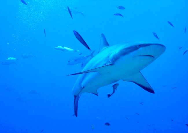 Diving on Roatan in the Honduras Bay Islands