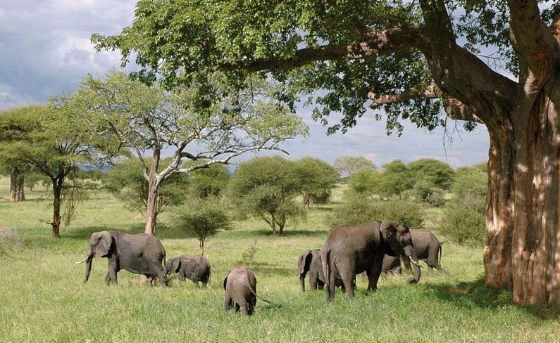 Herd of elephants in Tanzania